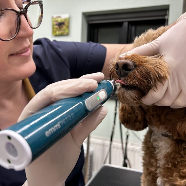 Ultrasonic Teeth Cleaning