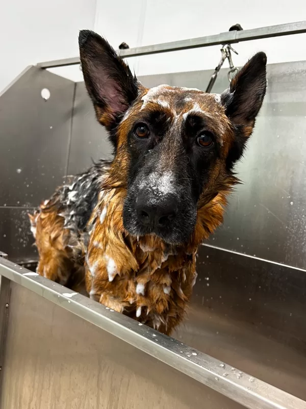 Bathing