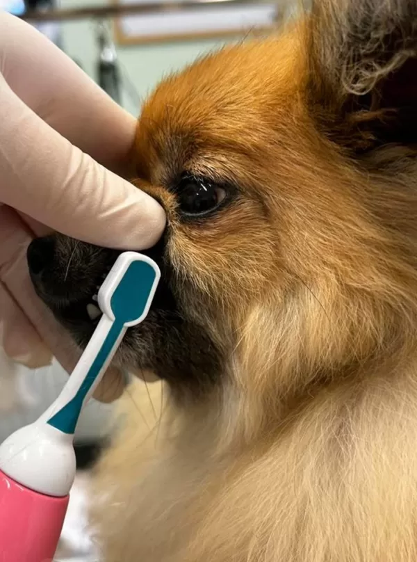 Ultrasonic Teeth Cleaning